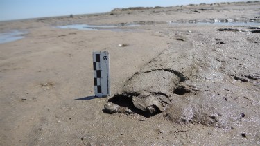 Un “archivo viviente” en Río Negro: descubren estructuras microbianas generadas por mareas