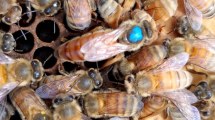 Imagen de Produce 1.500 abejas reinas por temporada: el vuelo mágico de la genética apícola en Lamarque