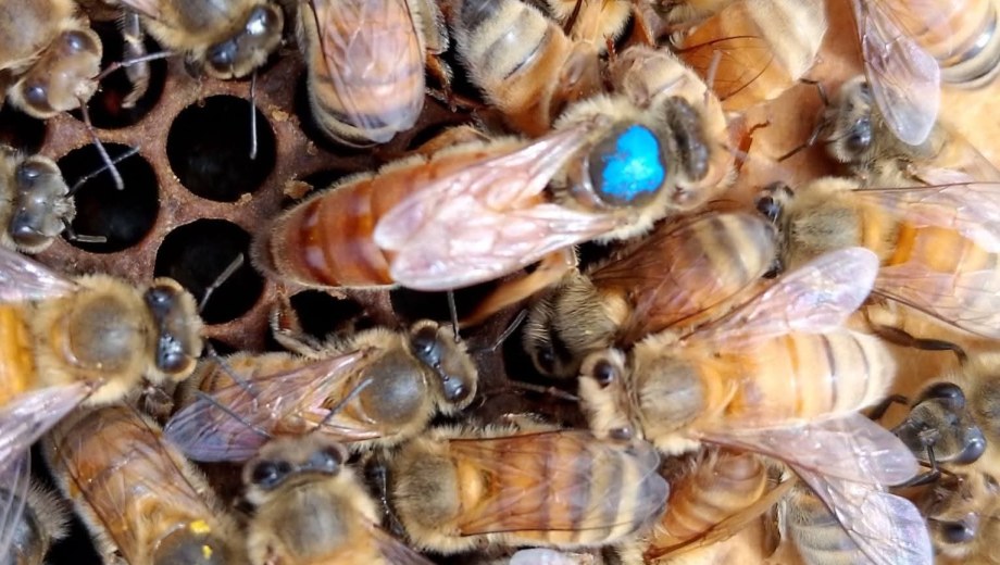 Cría de abejas reinas en Lamarque.