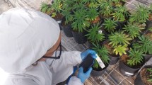 Imagen de Cannabis medicinal y cáñamo industrial: la Patagonia Norte se posiciona como polo de desarrollo con un encuentro binacional