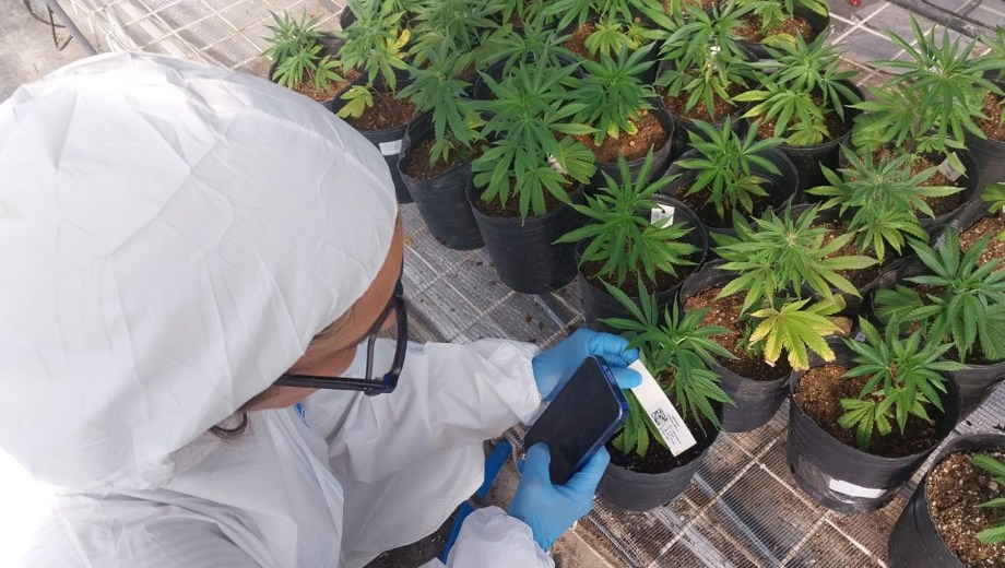 El desarrollo del cannabis medicinal y el cáñamo industrial representa una oportunidad para diversificar la matriz productiva regional.