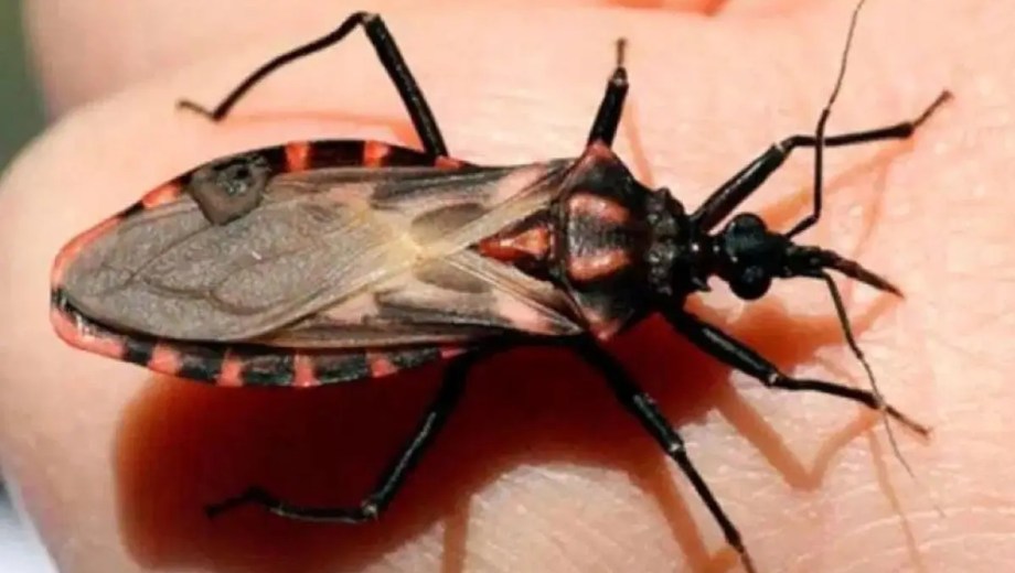 La enfermedad de Chagas ya no se transmite por vinchucas en Neuquén y Río Negro. (Foto archivo).