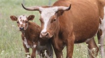 Imagen de Ganadería: el bovino Criollo gana protagonismo como estrategia productiva clave