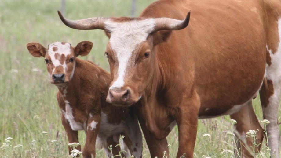 Ganado Criollo argentino.
