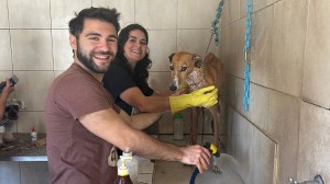 Del rescate en la ruta a la web: la historia de Coca, la perrita que inspiró una revolución solidaria