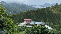 Imagen de Eje Cafetero: descubrí la magia del café y el turismo en esta joya colombiana