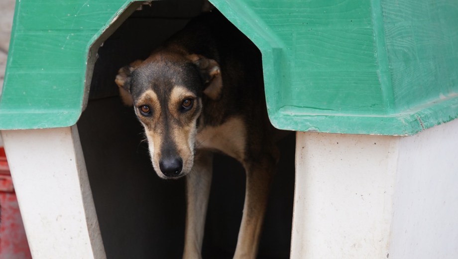 La jornada también contará con un importante despliegue de servicios públicos gratuitos. Foto: municipio de Cipolletti.