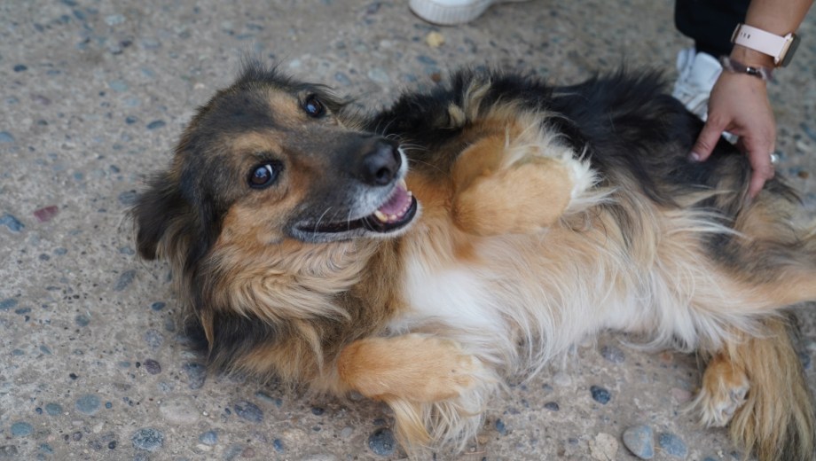 La jornada también contará con un importante despliegue de servicios públicos gratuitos. 