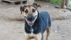 Una segunda oportunidad para ellos: la emotiva jornada de adopción responsable que llega a Cipolletti