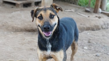 Una segunda oportunidad para ellos: la emotiva jornada de adopción responsable que llega a Cipolletti