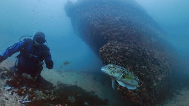 Bajo el mar de la Patagonia: el buceo en Las Grutas se convirtió en una experiencia para todo el año