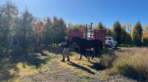 Tres allanamientos en Mainqué terminaron con armas, celulares y 10 animales secuestrados