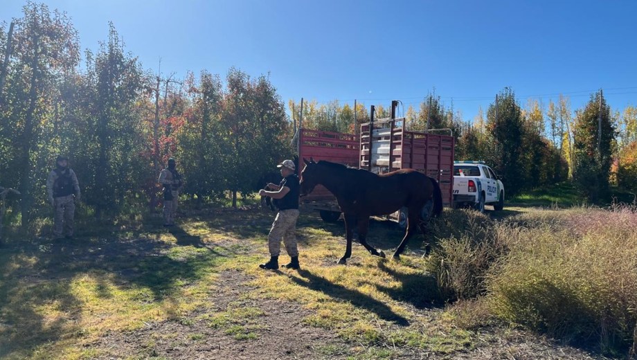 El procedimiento incluyó la intervención de brigadas rurales y personal de Criminalística en la zona de chacras de Mainqué.
