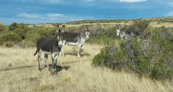 Chubut impulsa la carne de burro como alternativa gastronómica y sugieren que Río Negro podría sumarse