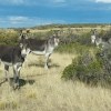 Imagen de Por qué impulsan la carne de burro en Chubut: aseguran que Río Negro podría seguir sus pasos