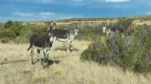 Imagen de Por qué impulsan la carne de burro en Chubut: aseguran que Río Negro podría seguir sus pasos