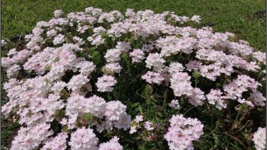 «Serena», la flor de color único que nació en los laboratorios de Bariloche