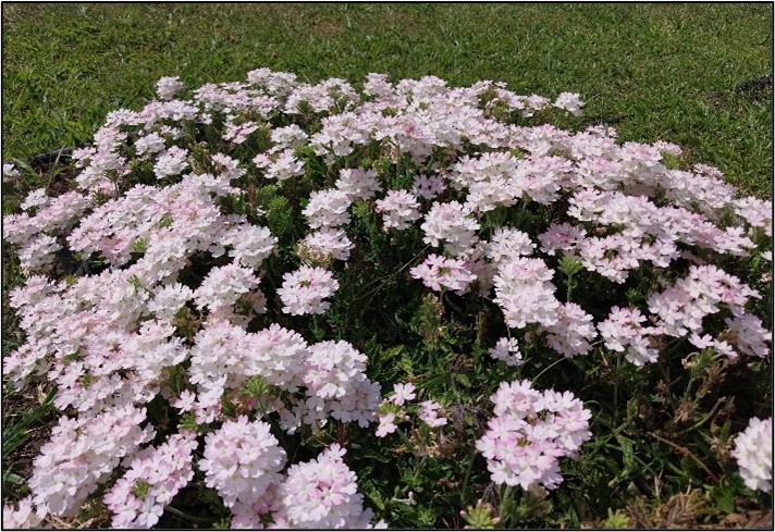 Sorprendió el color rosado que se logró en el "cruzamiento". Foto: gentileza