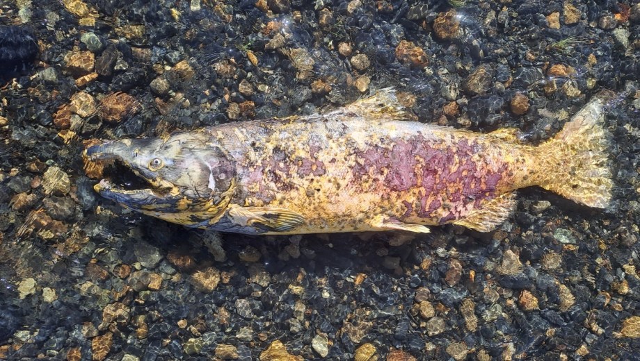 Carcasa del exótico e invasor salmón Chinook en los ríos patagónicos. Foto: gentileza. 