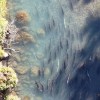 Imagen de El salmón Chinook y un inédito hallazgo: son presa de pumas en los ríos de la Patagonia