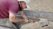 Imagen de Una raza ovina de doble propósito, que ofrece calidad de carne y lana fina y puede hacer un gran aporte a la producción de la Patagonia