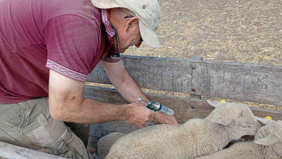 La raza ovina Merino Dohne ofrece carne de calidad y lana de alto valor comercial.