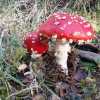Imagen de Amanita muscaria en la Patagonia: hay nuevas líneas de investigación sobre este hongo no comestible