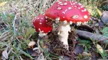 Imagen de Amanita muscaria en la Patagonia: hay nuevas líneas de investigación sobre este hongo no comestible
