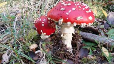 Amanita muscaria en la Patagonia: hay nuevas líneas de investigación sobre este hongo no comestible