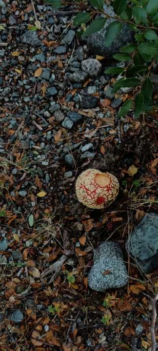 Amanita muscaria: expansi&oacute;n y nuevas investigaciones