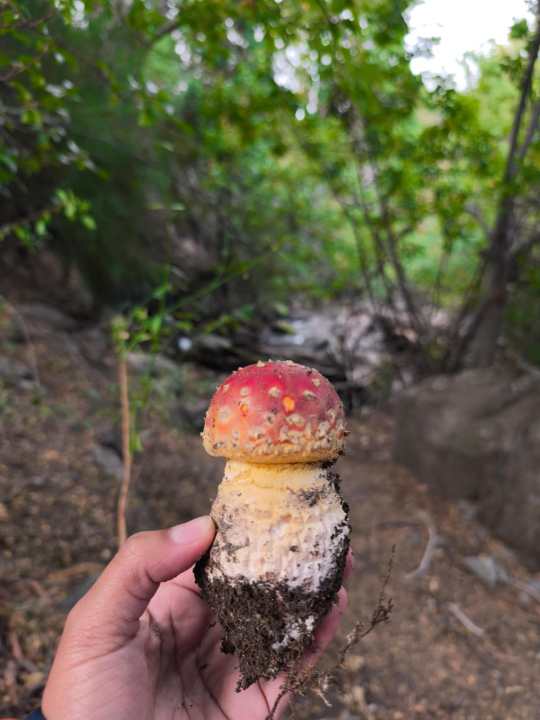 Amanita muscaria: expansi&oacute;n y nuevas investigaciones