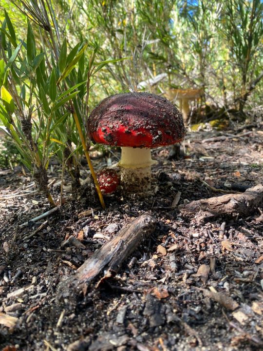 Amanita muscaria: expansi&oacute;n y nuevas investigaciones