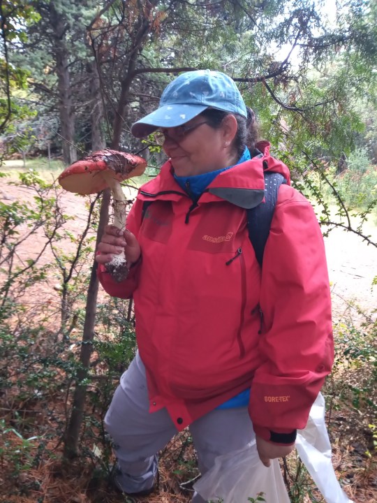 Amanita muscaria: expansi&oacute;n y nuevas investigaciones