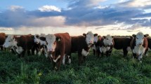 Imagen de Faena vacuna: Río Negro creció 7% y superó las 38.900 cabezas, mientras cae la actividad nacional