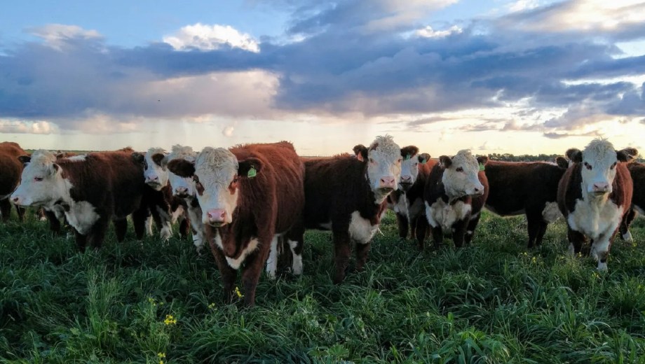 El desempeño de Río Negro se da en un escenario nacional de caída de la faena. Crédito: Gobierno de Río Negro.
