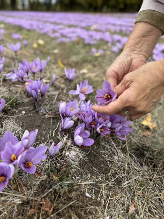 De 20 bulbos a liderar el azafr&aacute;n en la Patagonia