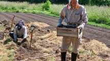 Imagen de Cultivan azafrán al pie del Piltriquitrón: un matrimonio lidera la producción en Patagonia