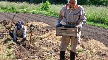 Cultivan azafrán al pie del Piltriquitrón: un matrimonio lidera la producción en Patagonia