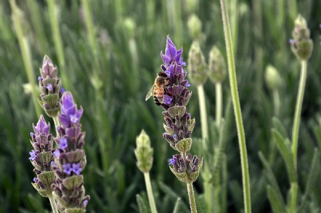 En la chacra se desarrollan distintas variedades de lavanda, algunas destinadas a consumo y otras a uso ornamental. Foto: Marcelo Ochoa.