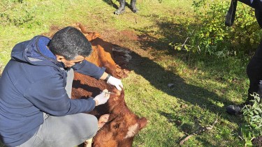 El aviso de un vecino destapó un abigeato en Valle Medio y dejó a un imputado con prisión preventiva
