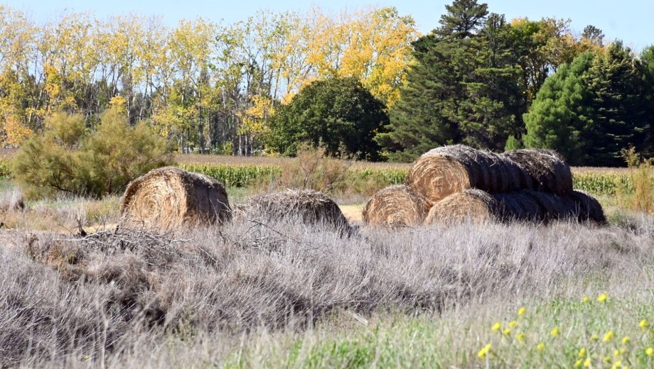 La zona de Idevi cuenta con importantes plantaciones del cultivo. Foto: Marcelo Ochoa,