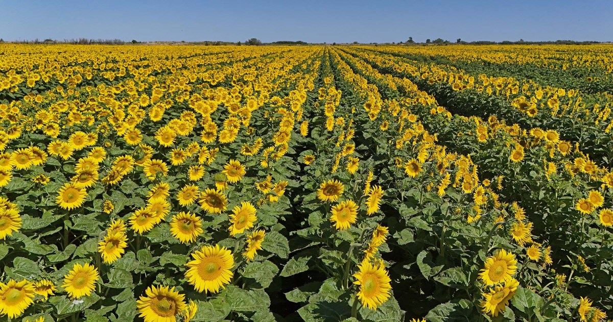 Girasol en los valles del río Negro, otro de los muchísimos cultivos factibles en la región.