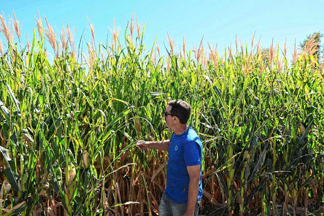 Ensayo de maíz en el Valle Medio del río Negro, donde se esperan obtener más de 20.000 kilos de grano por hectárea.