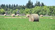 Imagen de El Idevi prepara un evento sobre comercialización y exportación de alfalfa