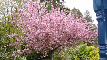 El árbol que no levanta el piso con las raíces: da sombra, fruta y resiste la sequía