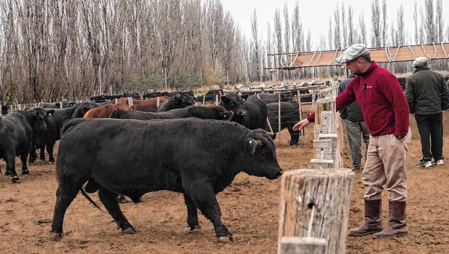 Un productor ganadero con gente capacitada, participada y estimulada económicamente por el mérito propio tiene más probabilidades de éxito. Foto: archivo Cecilia Maletti.