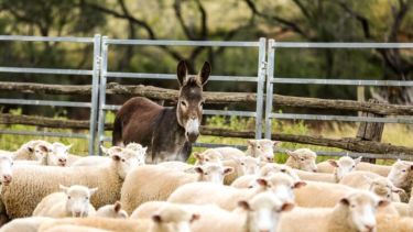 Carne de burro en la Patagonia: cuánto cuesta, cómo se produce y por qué empieza a ganar terreno