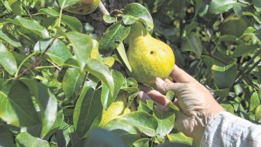 Control de plagas frutícolas: impulsan beneficios impositivos para métodos sustentables en Río Negro