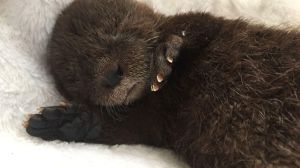 El milagro de «Changuita»: reaparece en la costa la nutria más pequeña del mundo tras 7 años desaparecida