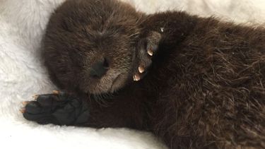 El milagro de «Changuita»: reaparece en la costa la nutria más pequeña del mundo tras 7 años desaparecida